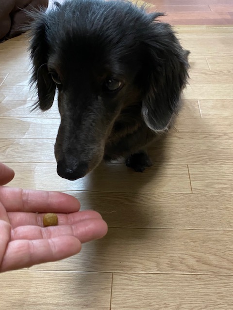 仔犬に名前を覚えてもらう