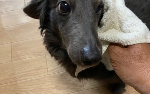 仔犬のケアとお手入れ２